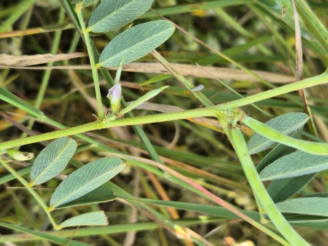 Tephrosia pumila — search result for 'Tephrosia'