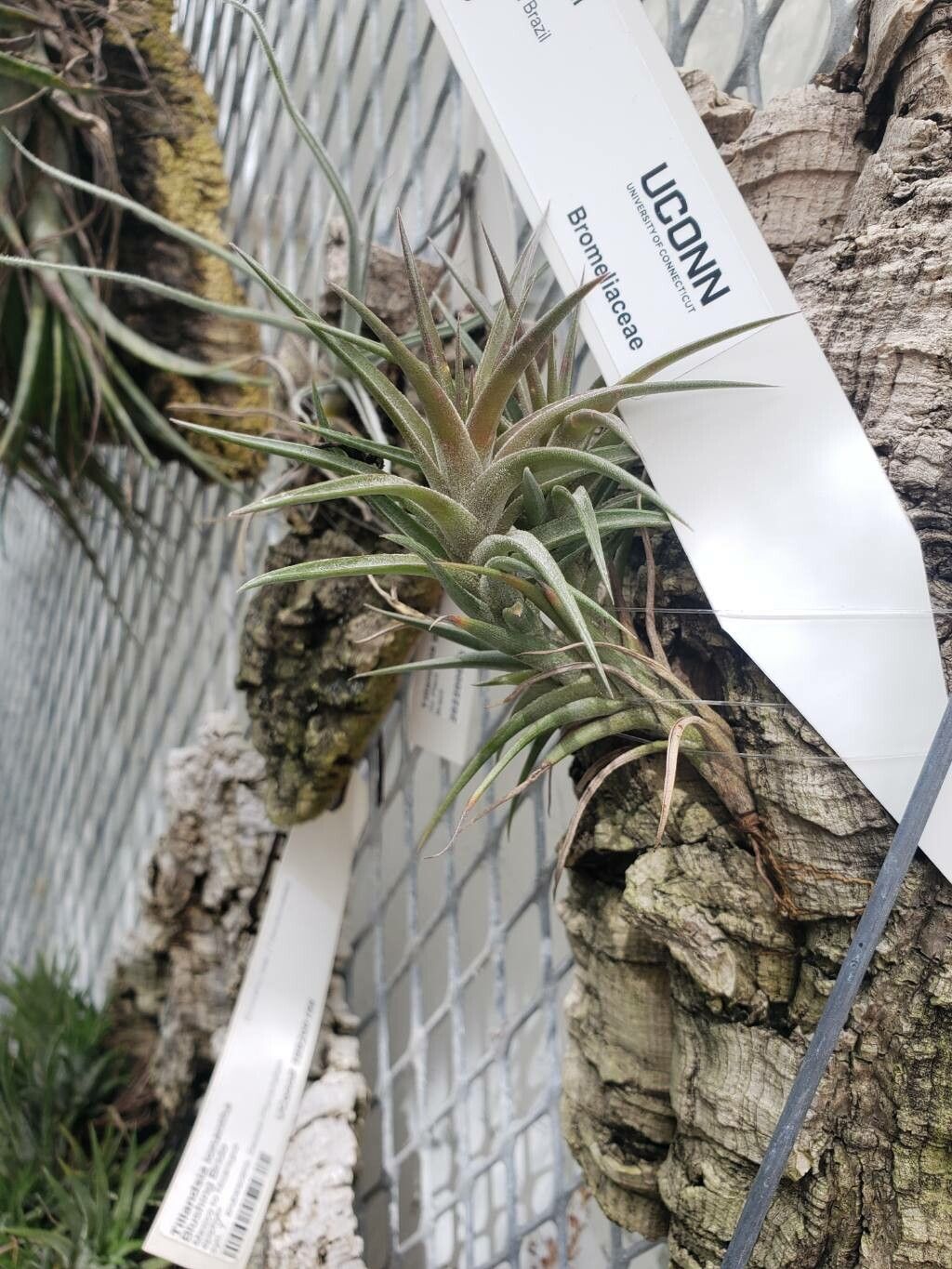 Tillandsia jonesii habit