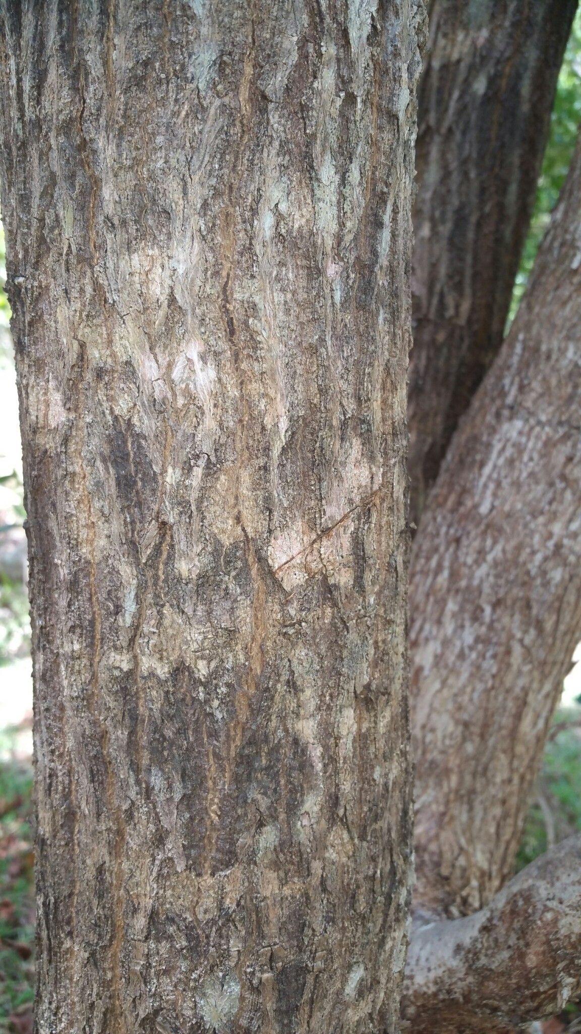 Dalbergia madagascariensis bark