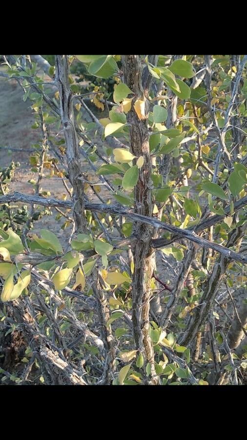 Fouquieria splendens — houseplant care guide