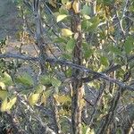 Fouquieria splendens