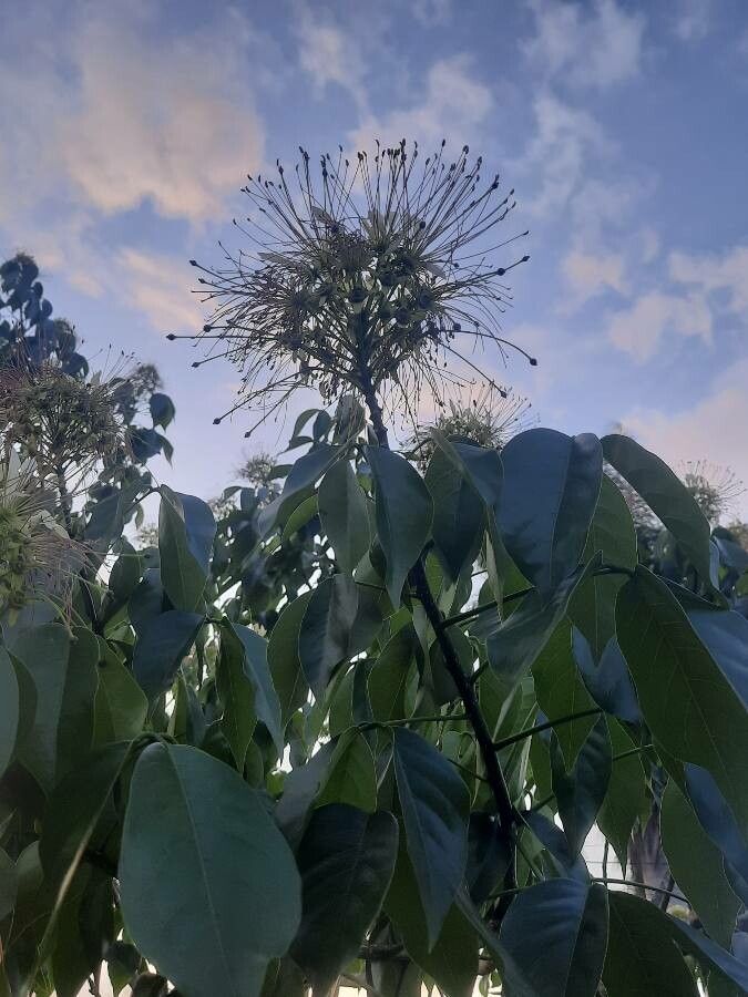 Crateva tapia flower