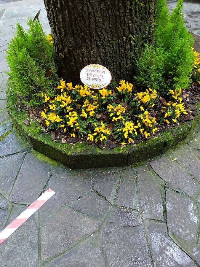 Androsace vitaliana fruit