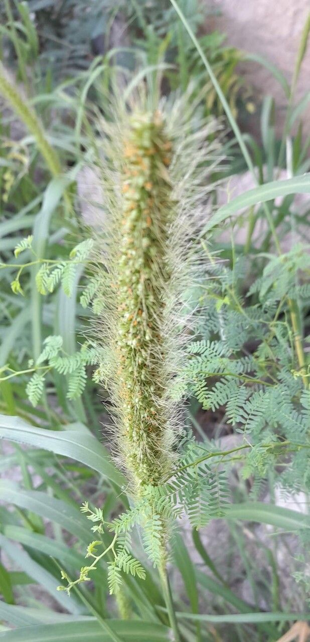 Setaria vulpiseta flower