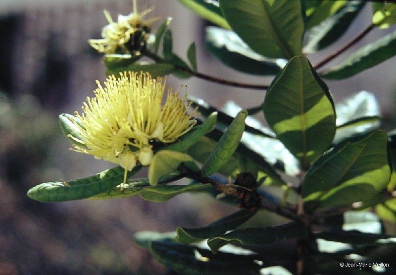 Xanthostemon macrophyllus flower