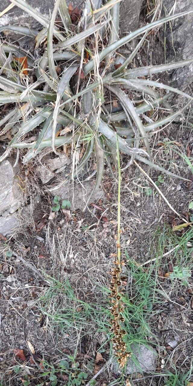 Dyckia floribunda habit