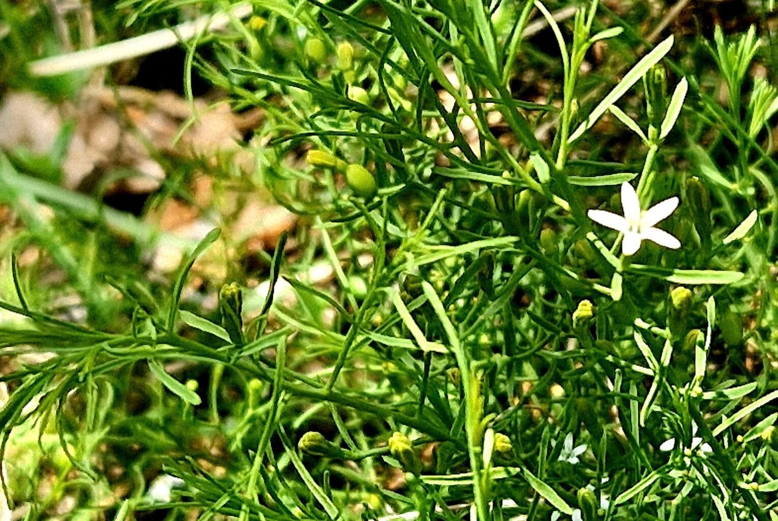 Thesium rostratum leaf
