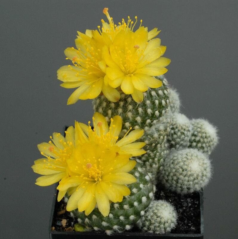 Copiapoa laui flower