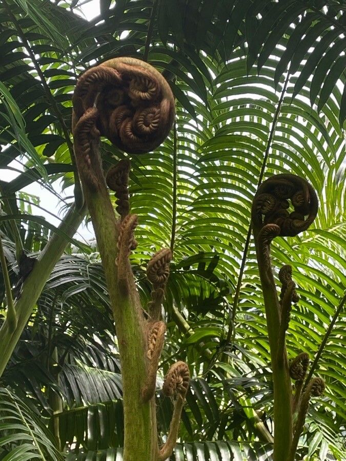 Angiopteris evecta leaf