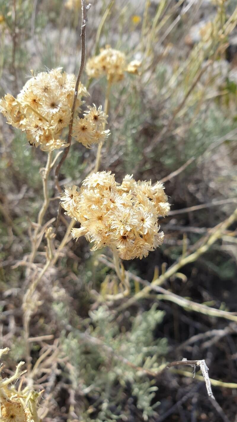 Helichrysum rupestre fruit