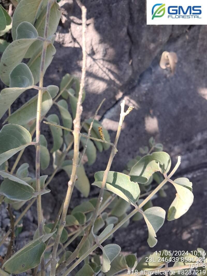 Tachigali aurea leaf