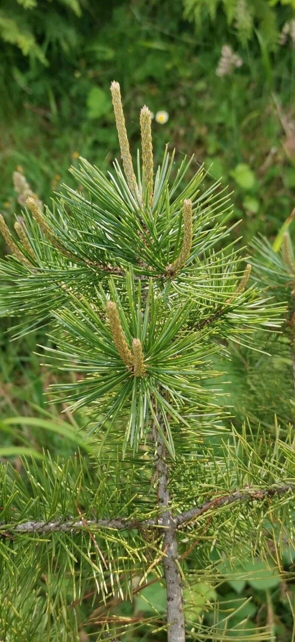 Pinus cembroides