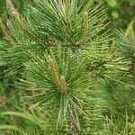Pinus cembroides