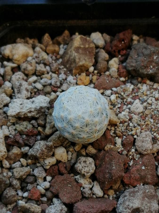 Mammillaria herrerae — search result for 'Cactaceae'