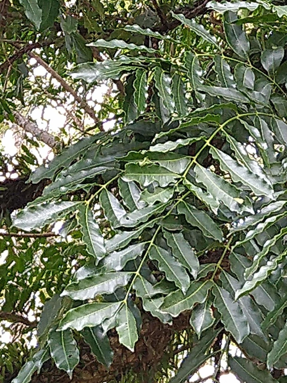 Cabralea canjerana — search result for 'Meliaceae'