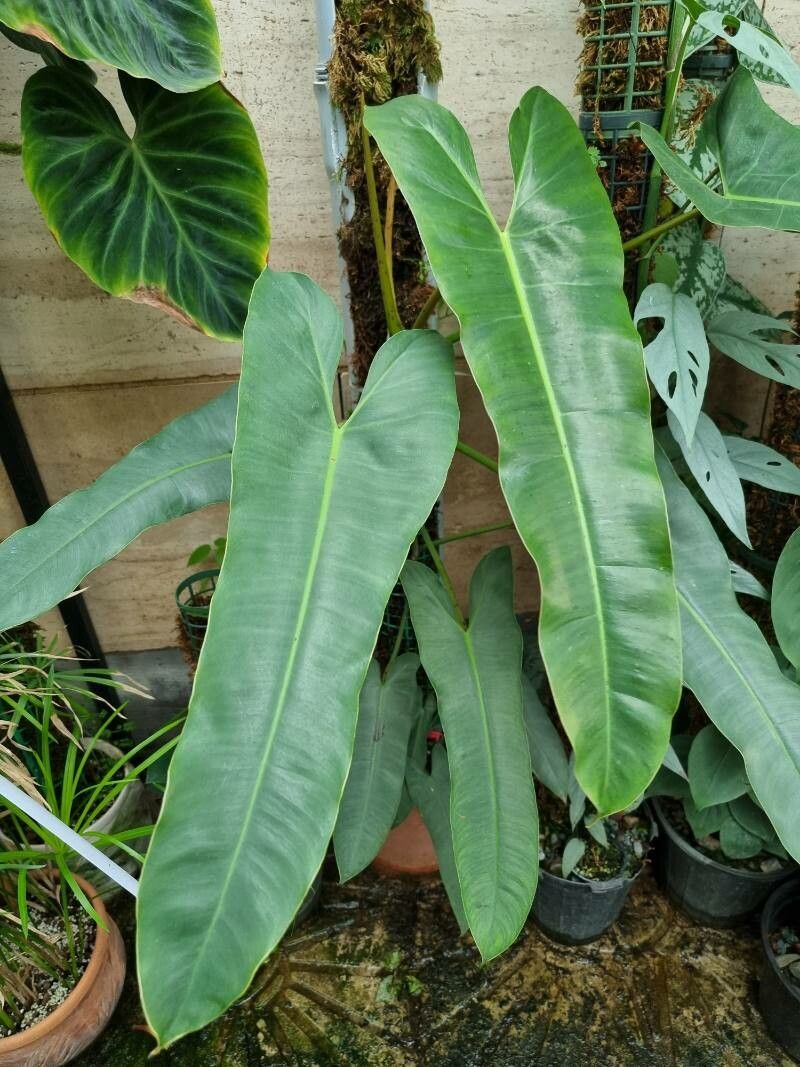 Philodendron atabapoense