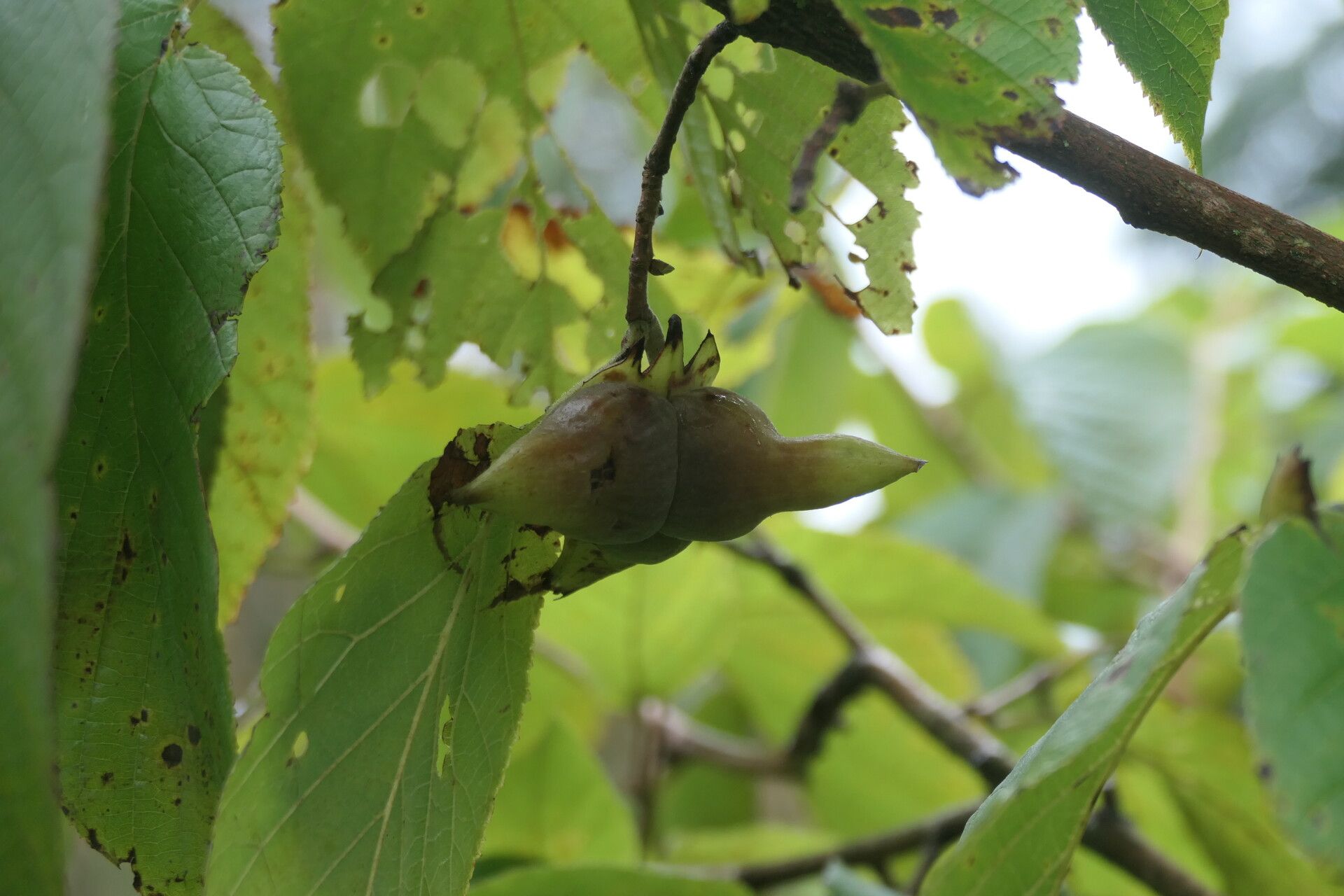 Corylus chinensis fruit