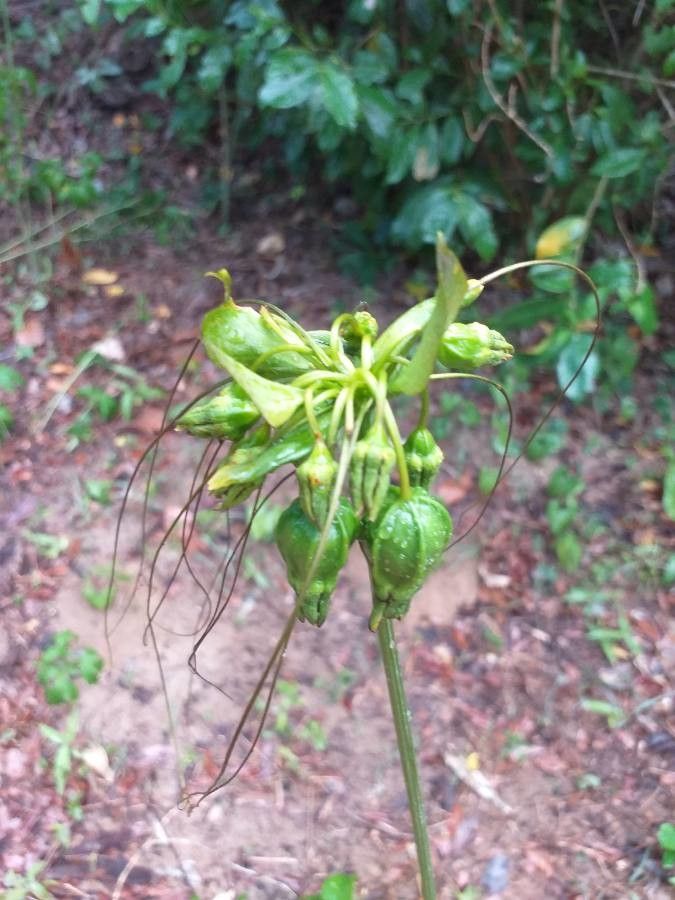 Tacca leontopetaloides flower