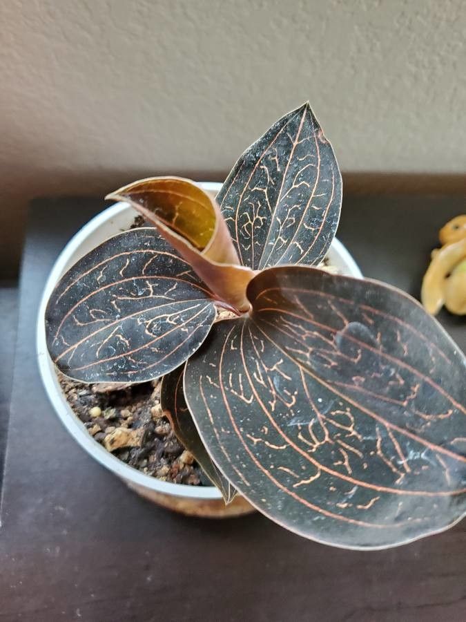 Anoectochilus chapaensis leaf