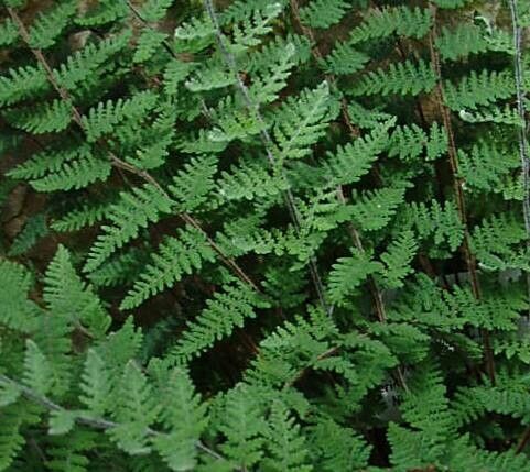 Hemionitis lanosa leaf