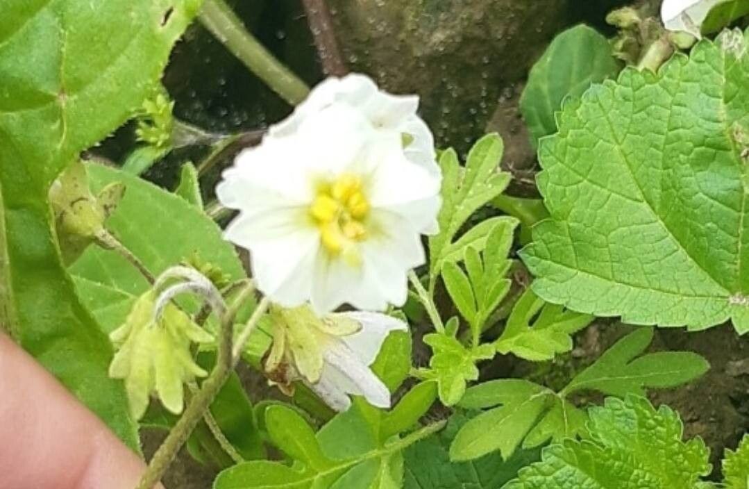 Solanum montanum — houseplant care guide