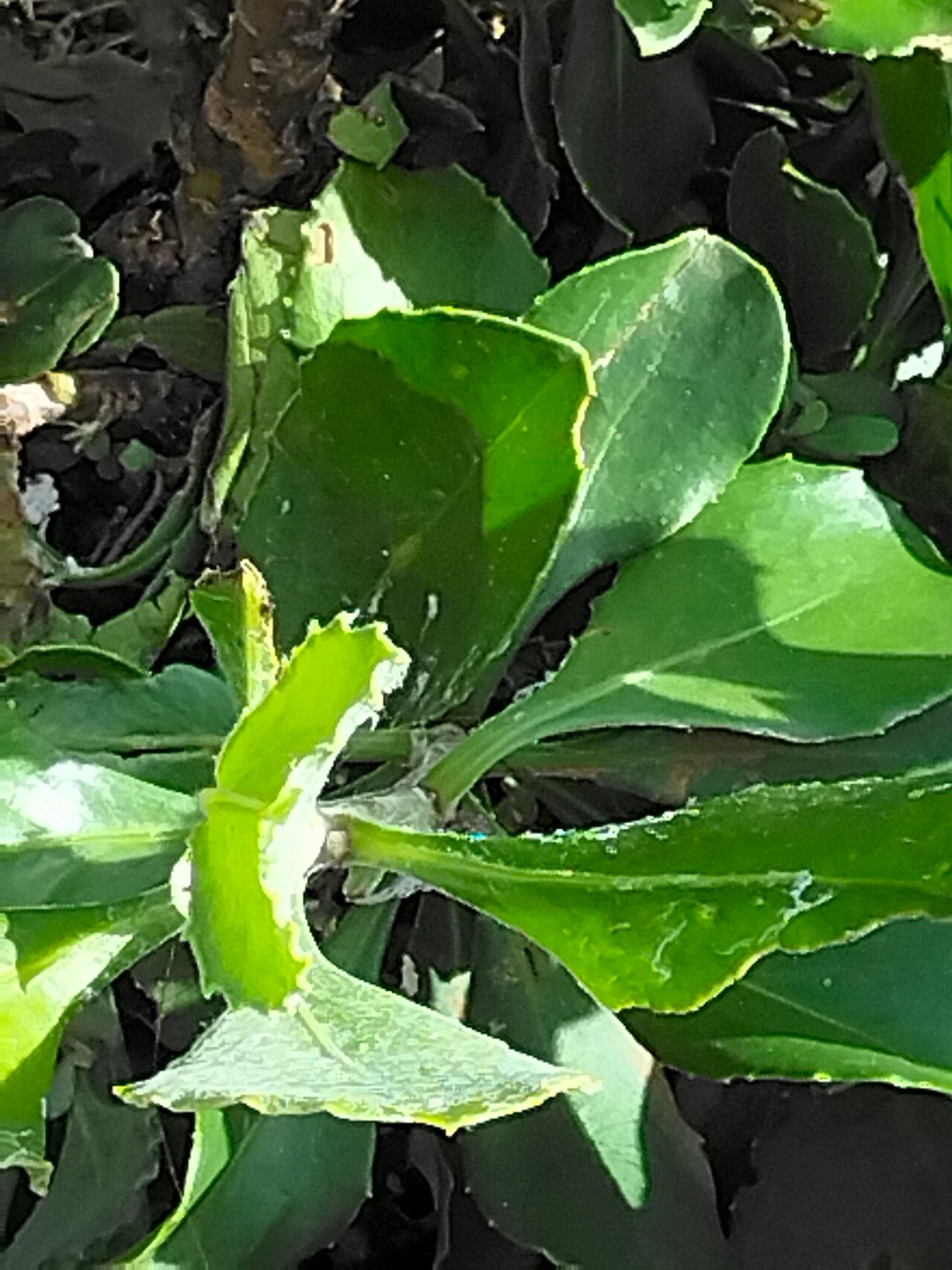 Chrysanthemoides monilifera leaf