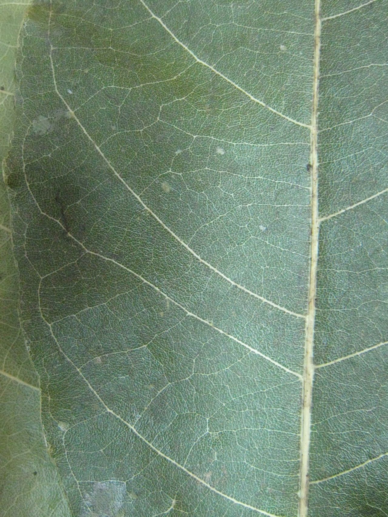 Morisonia pulcherrima other