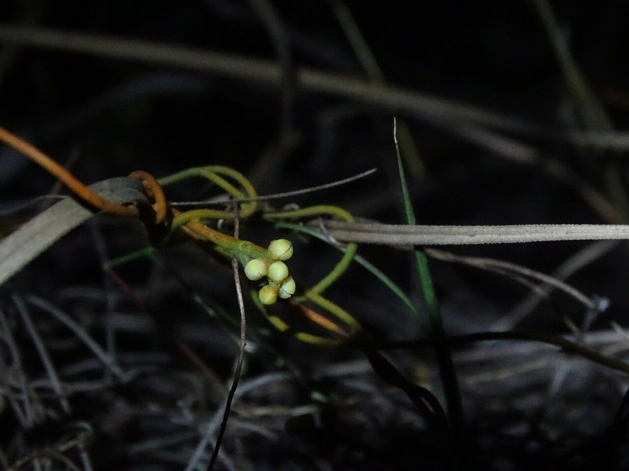 Cassytha filiformis flower