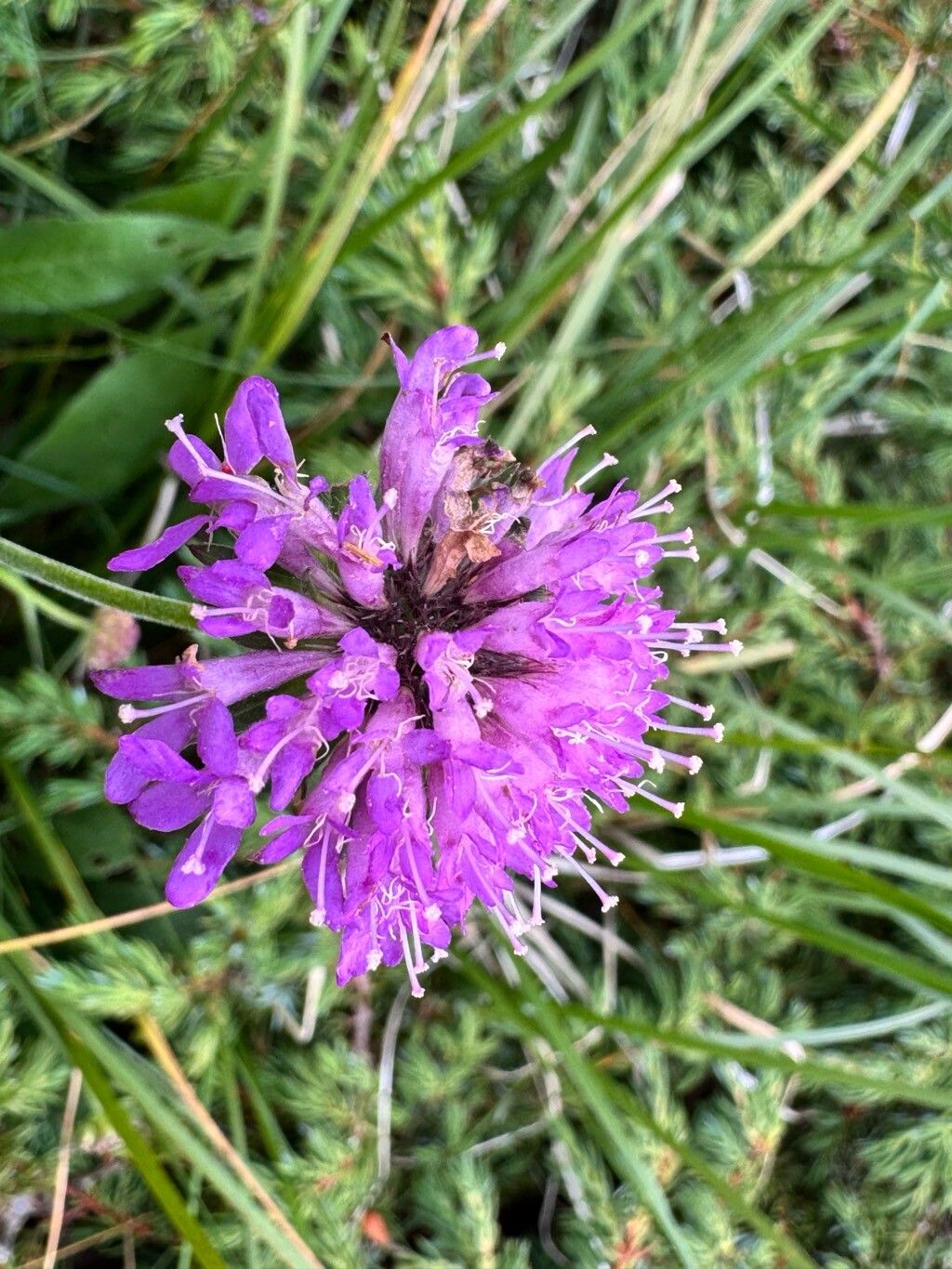 Knautia baldensis flower