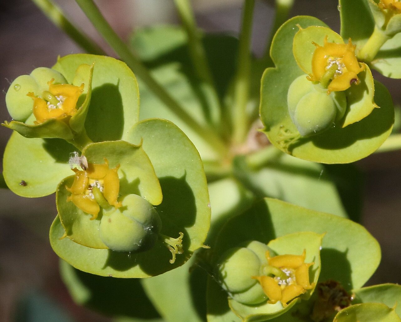 Euphorbia linifolia flower