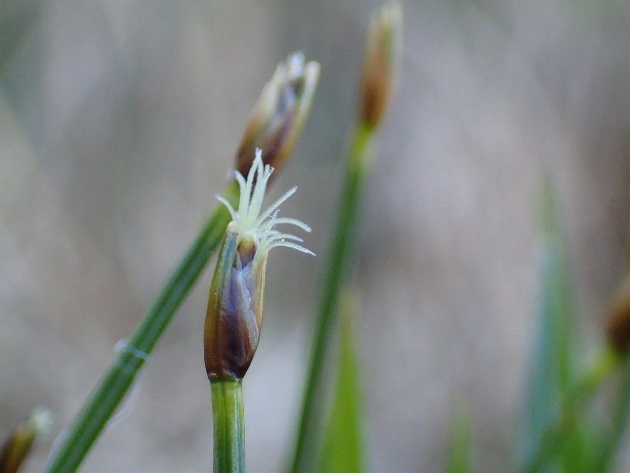 Trichophorum cespitosum fruit