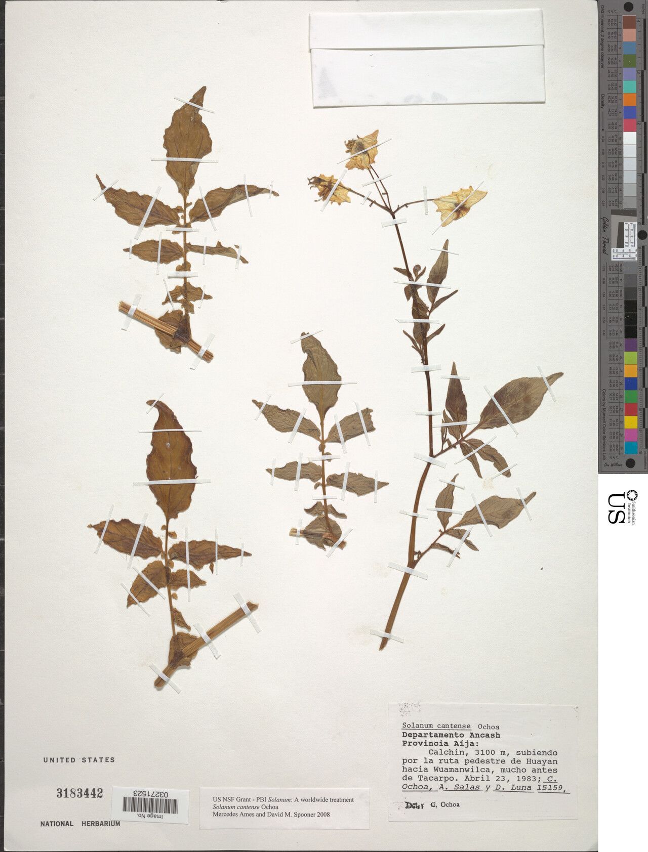 Solanum cantense — houseplant care guide