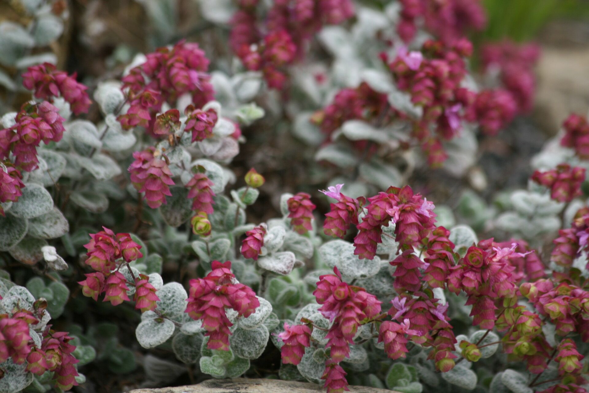 Origanum dictamnus flower
