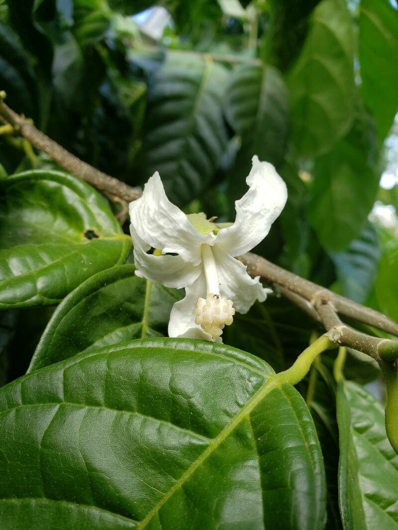 Quararibea funebris flower