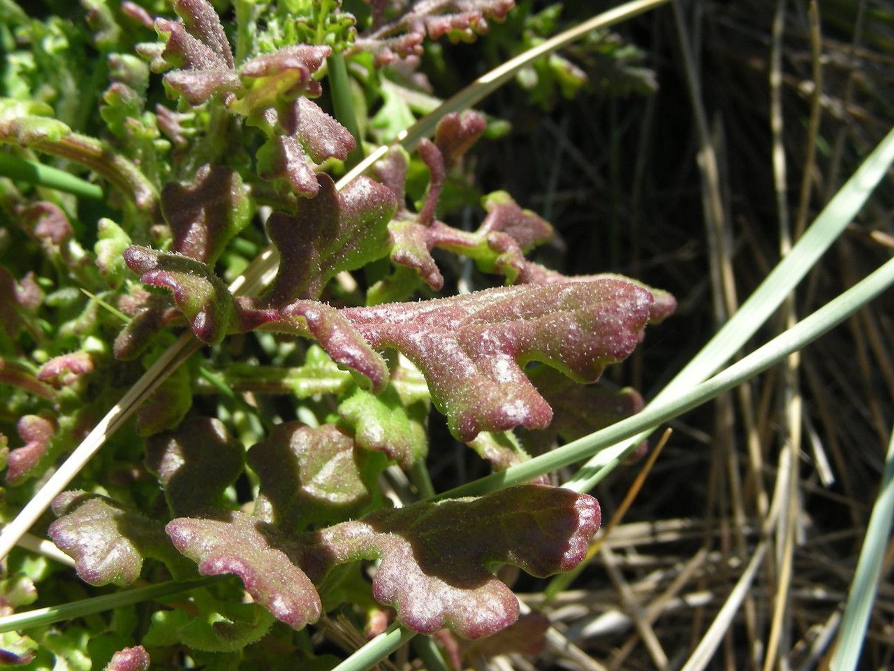 Senecio elegans fruit
