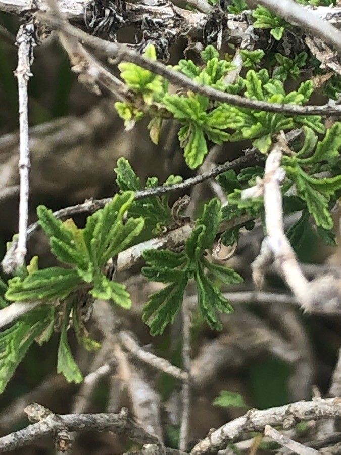 Sideritis osteoxylla — houseplant care guide