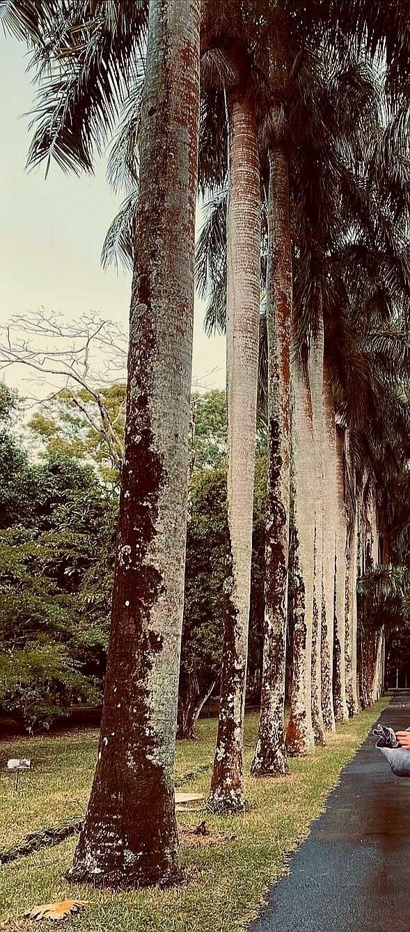 Coccothrinax spissa bark