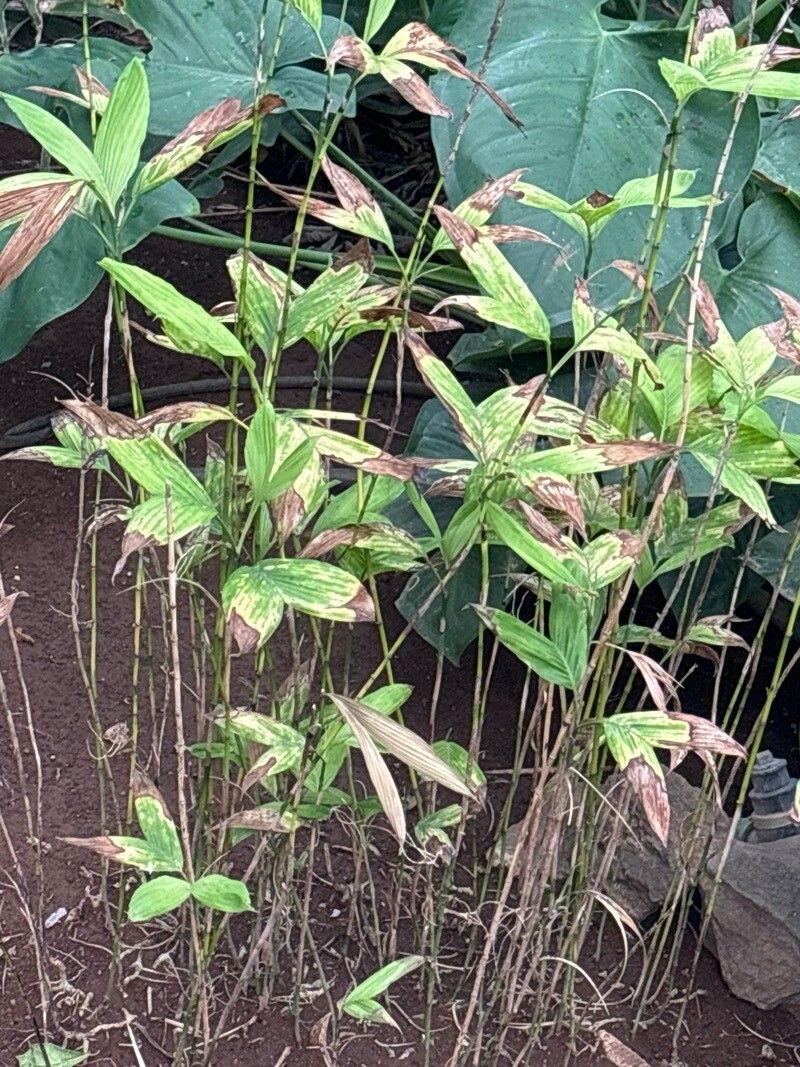 Chamaedorea geonomiformis — search result for 'Chamaedorea'