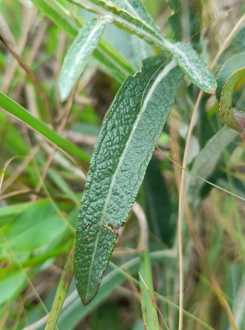Pterocaulon angustifolium leaf