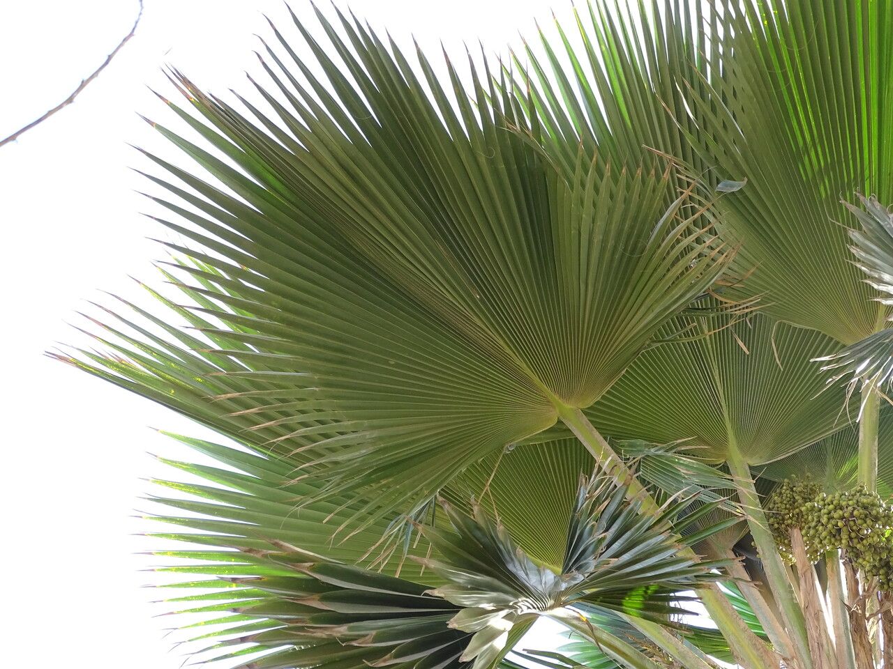 Washingtonia robusta leaf