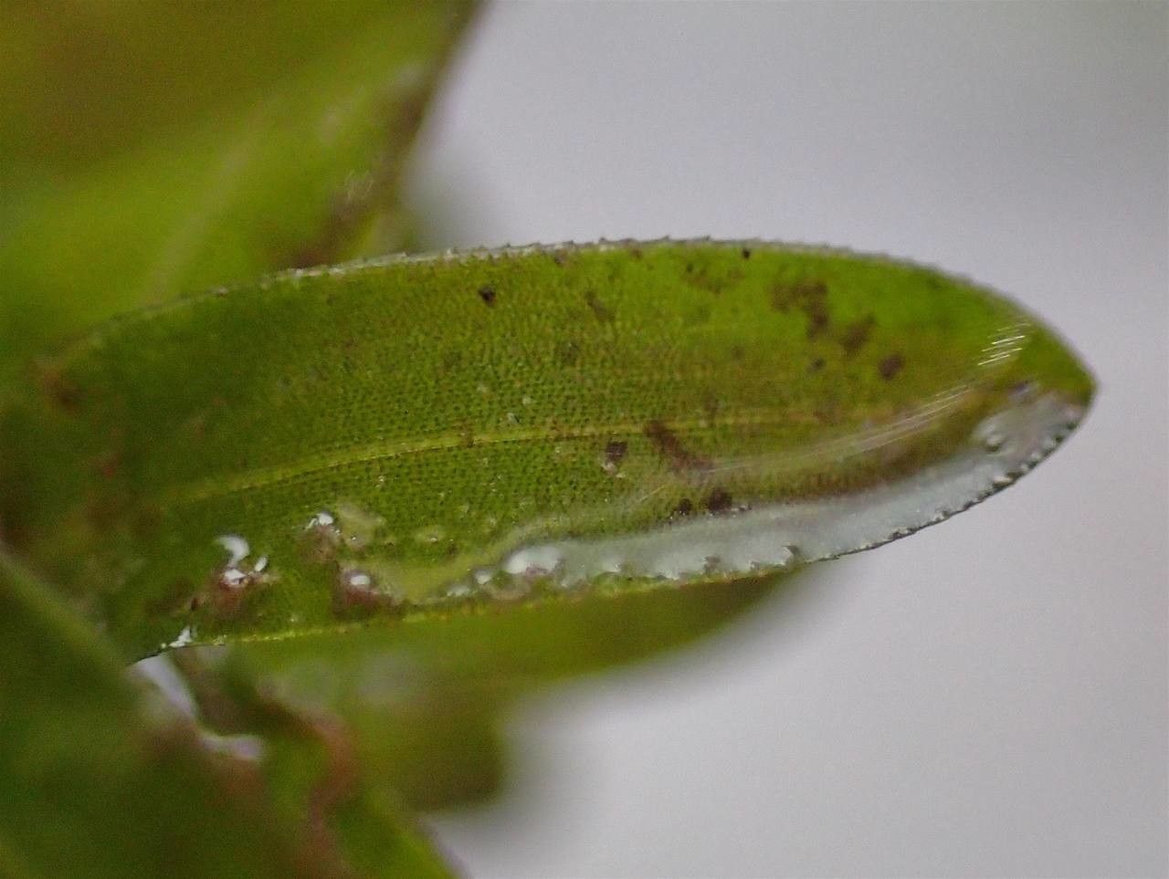 Elodea canadensis leaf