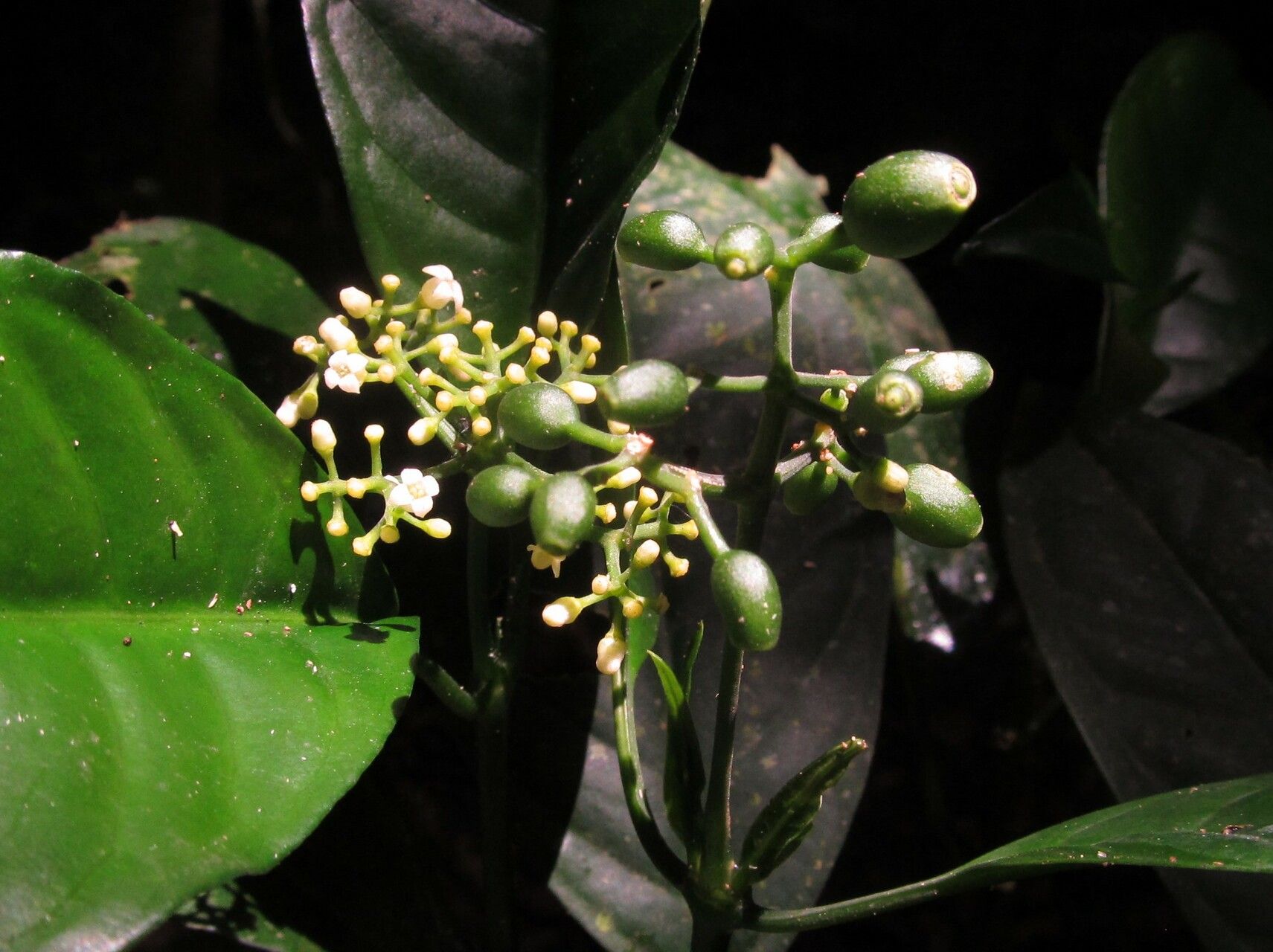 Psychotria onanae fruit
