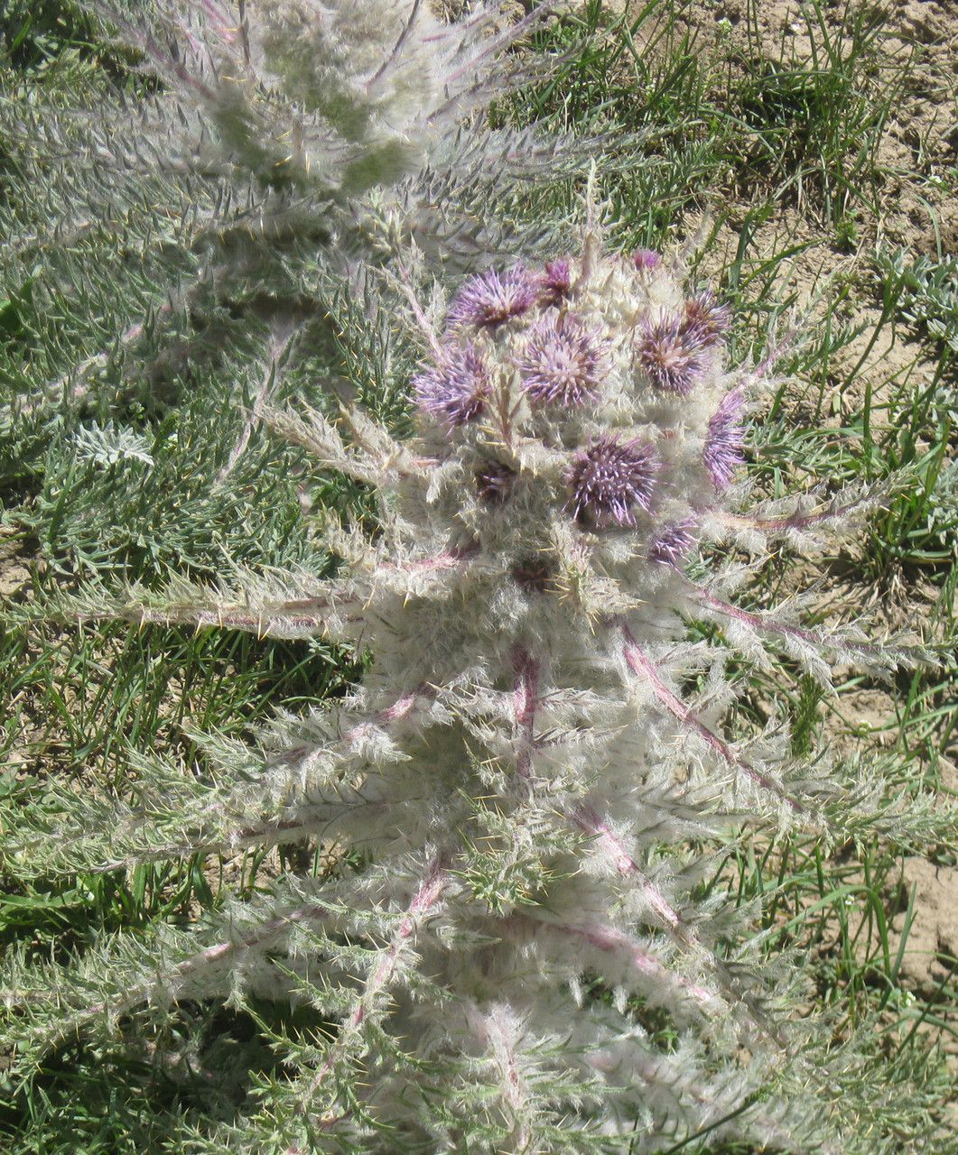 Schmalhausenia nidulans flower