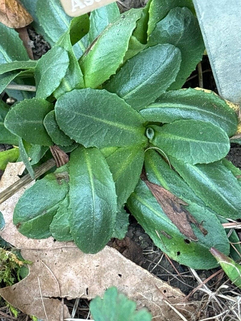 Crepis froelichiana — search result for 'Crepis'