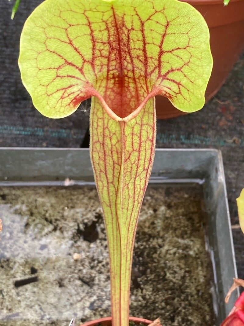 Sarracenia oreophila flower