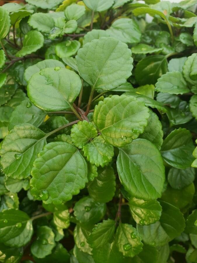 Coleus australis — search result for 'Coleus'