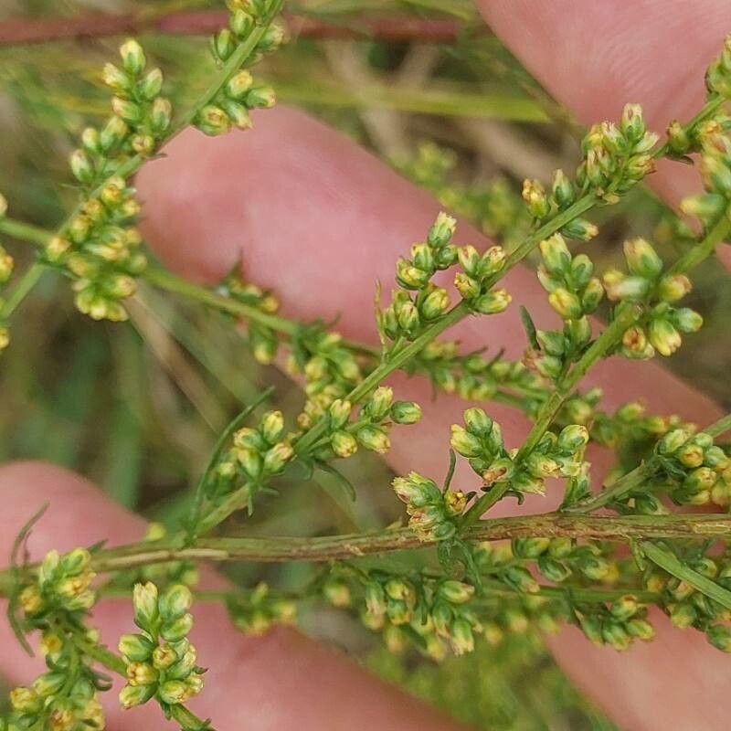 Artemisia marschalliana flower