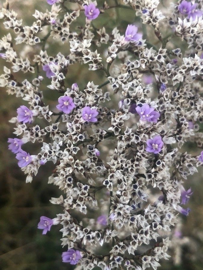Limonium dichotomum flower