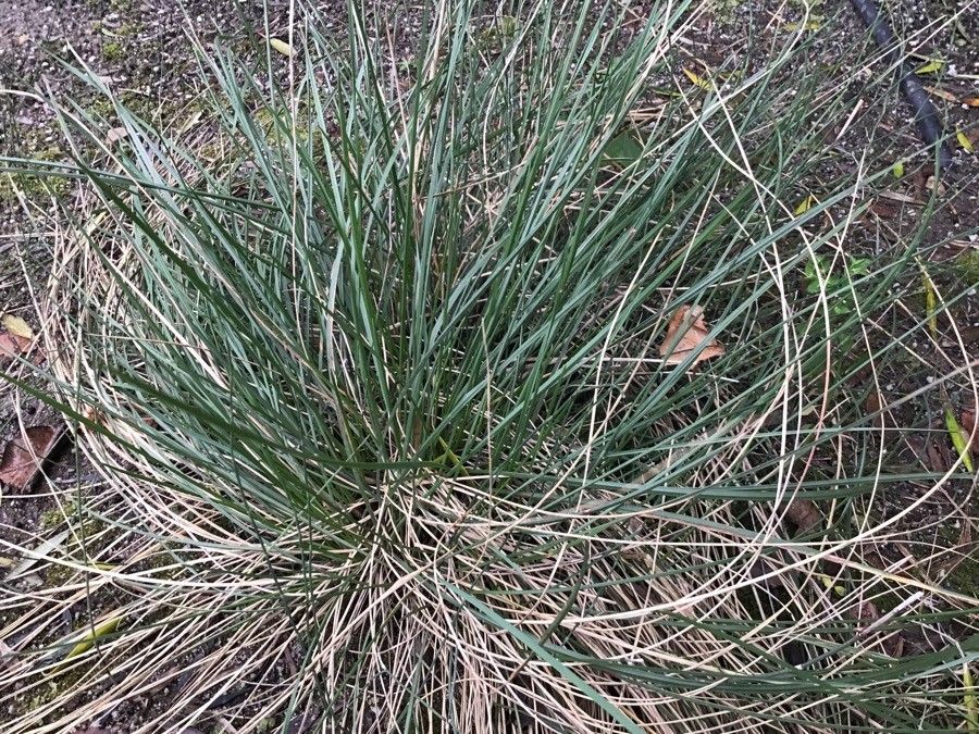 Helictotrichon cantabricum leaf