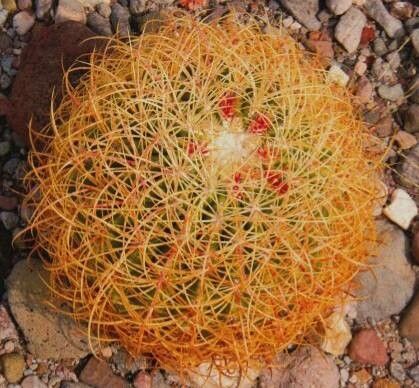 Ferocactus johnstonianus — houseplant care guide